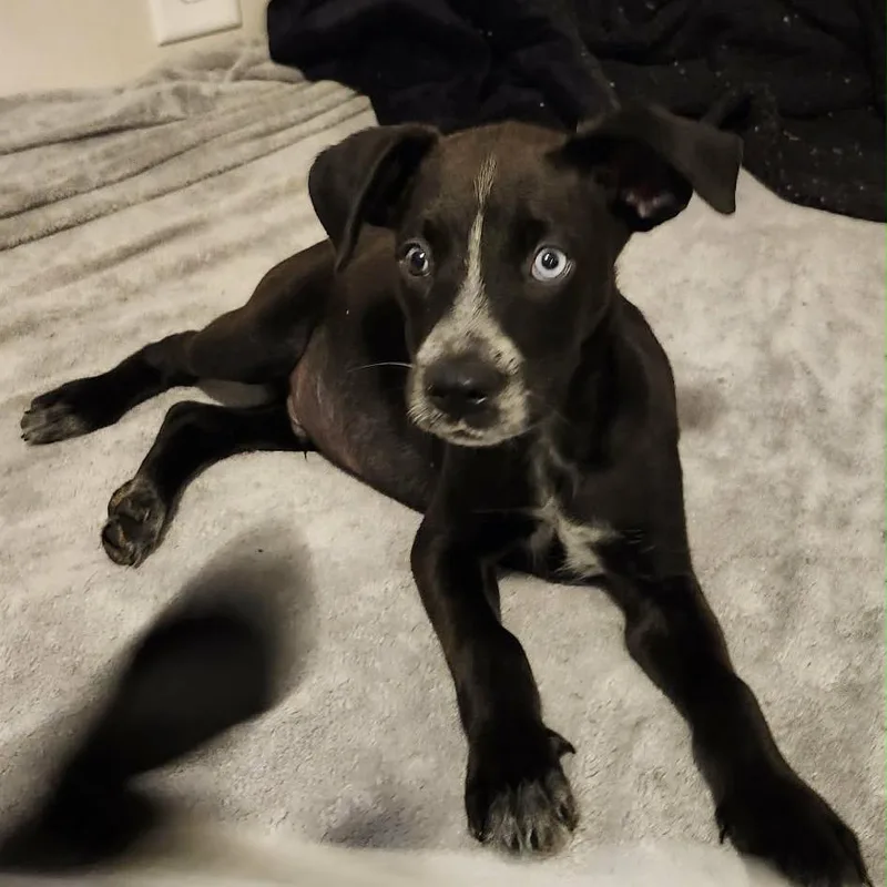 A baby small-sized male Black Mixed Breed dog named Impact for adoption in Buffalo, MN