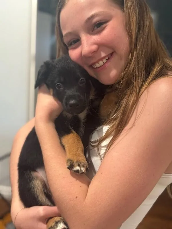 A baby large-sized male Black German Shepherd Dog dog named Freddy for adoption in Van Nuys, CA