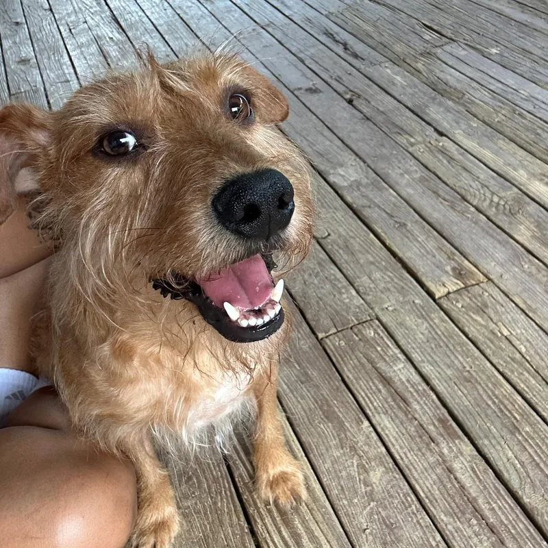 An adult medium-sized male Golden Irish Terrier dog named Yote for adoption in Spring hill, TN