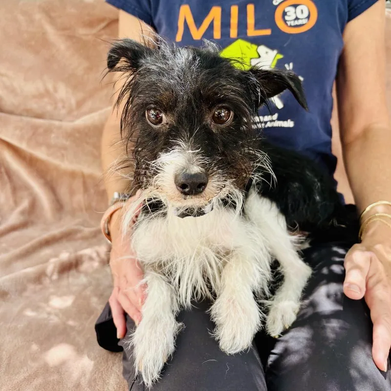An adult small-sized male Black Terrier dog named Waldo for adoption in Point Richmond, CA
