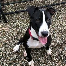 An adult medium-sized male Black Mixed Breed dog named Bocephus for adoption in Houston, TX