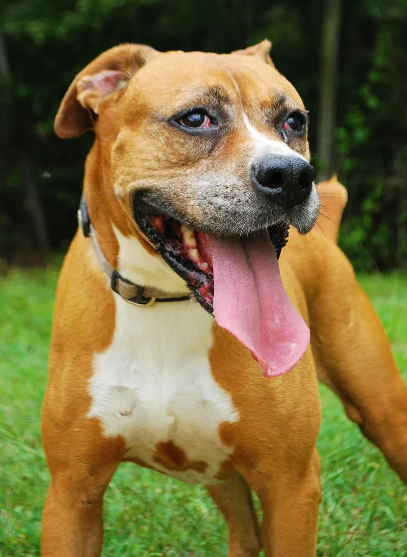 An adult medium-sized female Boxer dog named Rhonda for adoption in manchester, TN
