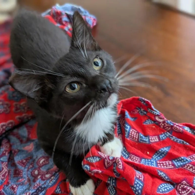 A baby small-sized female Black Domestic Short Hair cat named Allison for adoption in Volcano, HI
