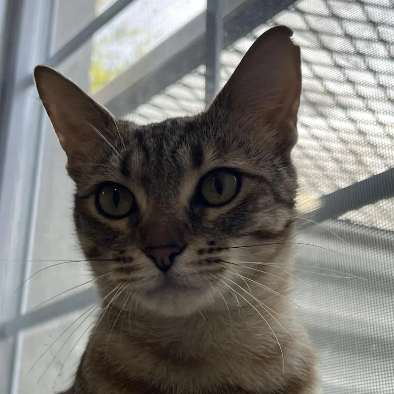 A young small-sized female Brown / Chocolate Domestic Short Hair cat named Parcheesi Reyes for adoption in Merrifield, VA