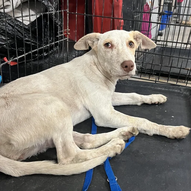 A baby medium-sized female Pit Bull Terrier dog named Wafer for adoption in Edinburg, TX