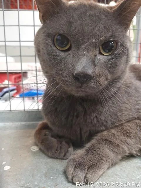 An adult small-sized male Domestic Short Hair cat named Gregory for adoption in Jacksonville, FL