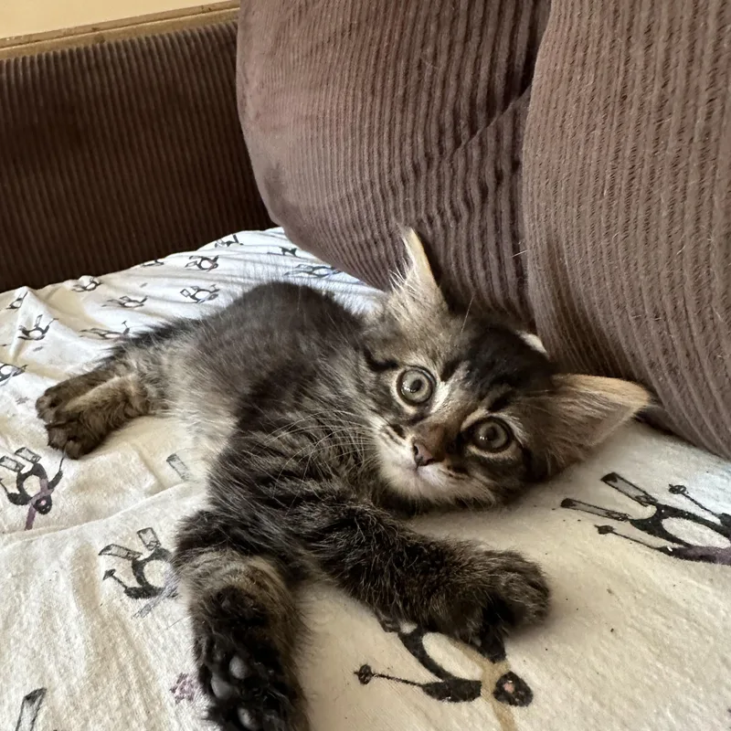 A baby medium-sized female Tabby (Gray / Blue / Silver) Domestic Medium Hair cat named Dandelion for adoption in Beltsville, MD