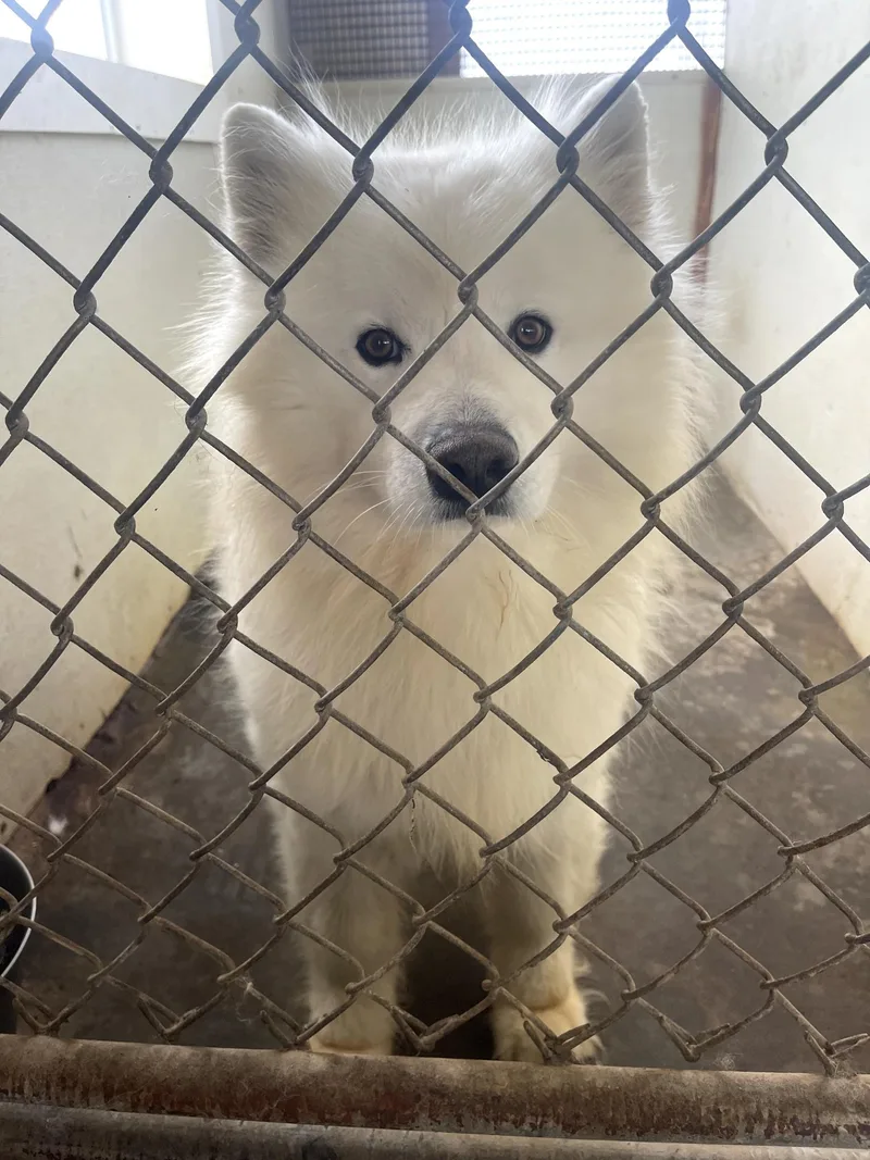 An adult medium-sized male Samoyed dog named Jasper for adoption in Lehigh Valley, PA