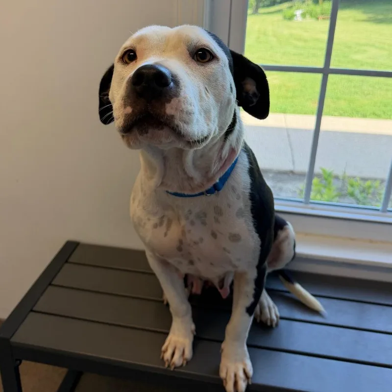 An adult large-sized female White / Cream Pit Bull Terrier dog named Momma Lulu for adoption in South Elgin, IL