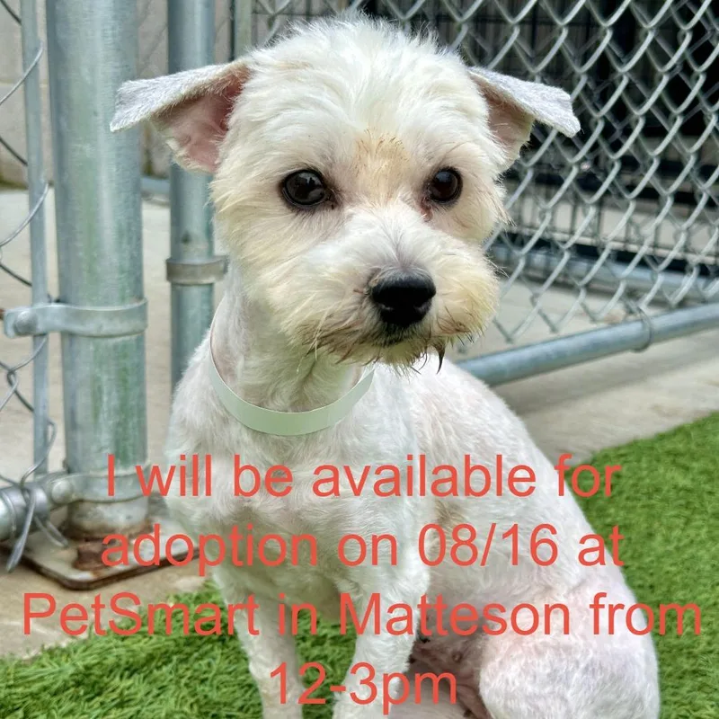 An adult small-sized female White / Cream Mixed Breed dog named Gamble for adoption in Matteson, IL