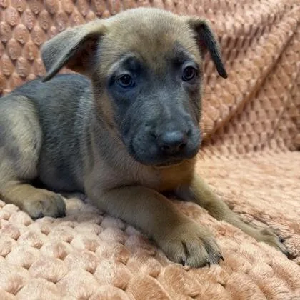 A baby small-sized female Mixed Breed dog named Princess Ariel for adoption in Janesville, WI
