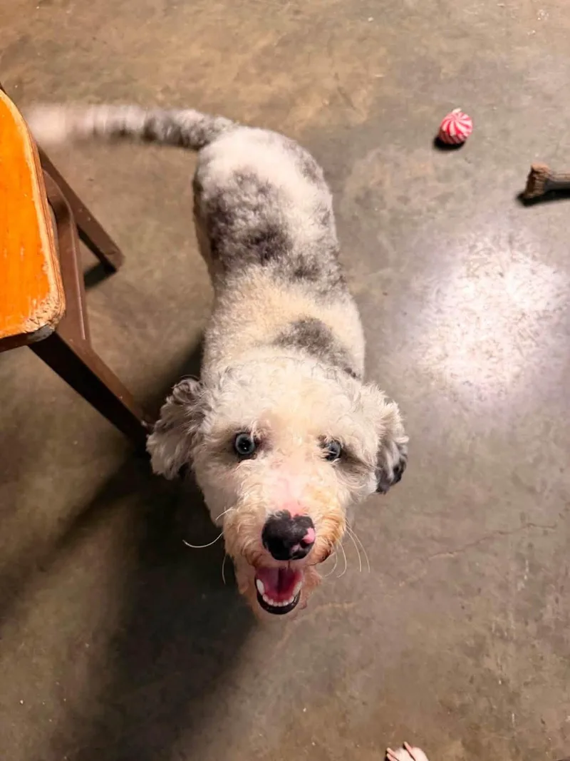 An adult small-sized female White / Cream Aussiedoodle dog named Marsha for adoption in Indianapolis, IN