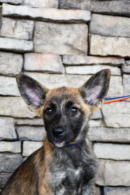 A baby large-sized female German Shepherd Dog dog named Cera for adoption in Yakima, WA