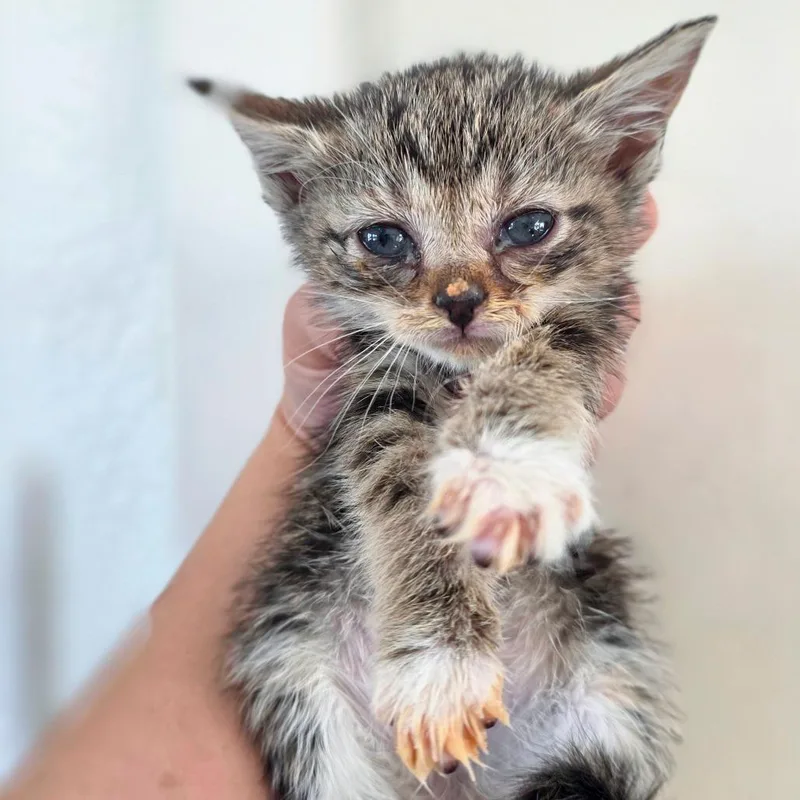A baby small-sized female Brown / Chocolate Domestic Short Hair cat named Teaspoon for adoption in Chapel Hill, NC
