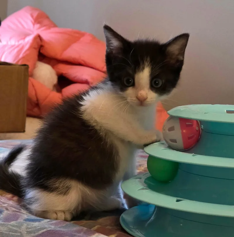 A baby small-sized male White Domestic Medium Hair cat named Panda for adoption in Shrewsbury, MA