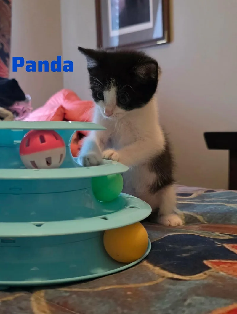 Panda thumbnail 3