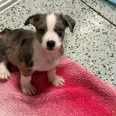 A baby medium-sized male Merle (Blue) Mixed Breed dog named Sokka for adoption in LEHIGH ACRES, FL