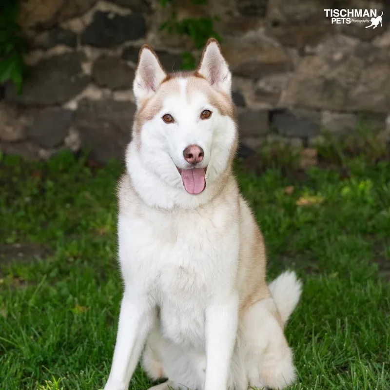 An adult large-sized male Yellow / Tan / Blond / Fawn Husky dog named Angel for adoption in Stamford, CT