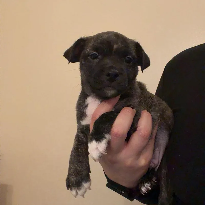 A baby small-sized male Brindle Boston Terrier dog named Hank for adoption in Chico, CA