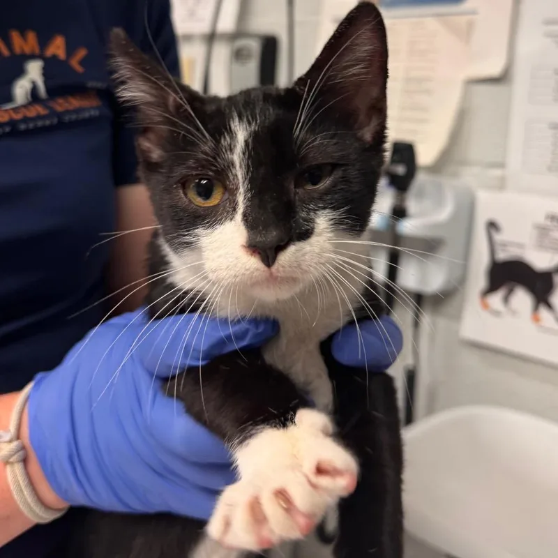 A baby small-sized male Domestic Short Hair cat named Iceberg for adoption in Birdsboro, PA