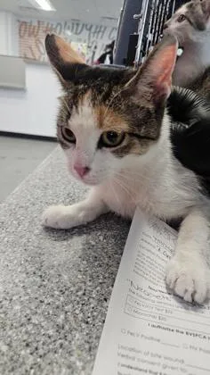 An adult medium-sized female Domestic Short Hair cat named Tamagatchi for adoption in West Chester, PA