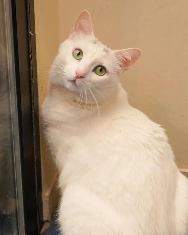 An adult small-sized female Domestic Short Hair cat named Lillie for adoption in Novato, CA