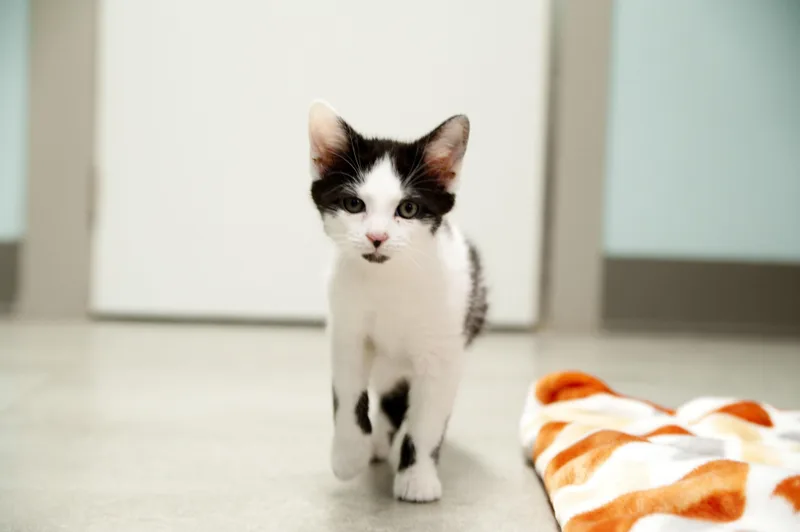 A baby small-sized male Black & White / Tuxedo Domestic Short Hair cat named Chunk for adoption in Media, PA