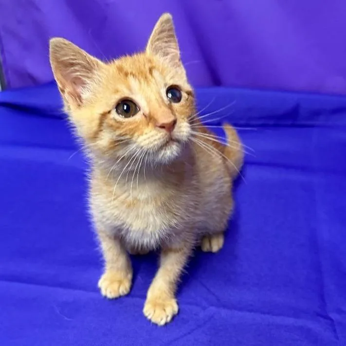 A baby small-sized female Orange / Red Domestic Short Hair cat named Augusta for adoption in North Myrtle Beach, SC