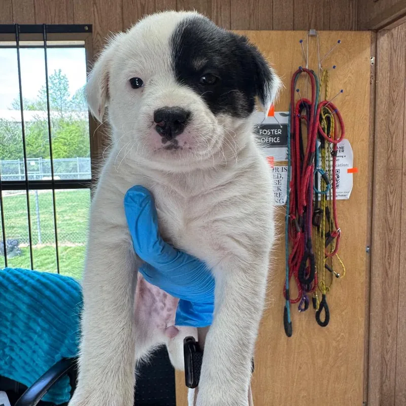 A baby small-sized female White / Cream Mixed Breed dog named Amika for adoption in LOXAHATCHEE, FL