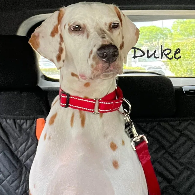 A young medium-sized male Dalmatian dog named Duke for adoption in North Miami Beach, FL