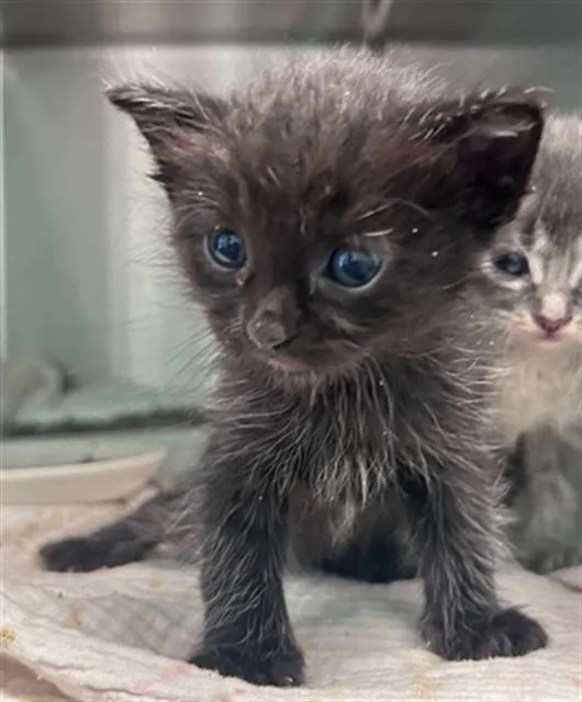 A baby medium-sized male Domestic Short Hair cat named Doodles for adoption in Dallas, TX