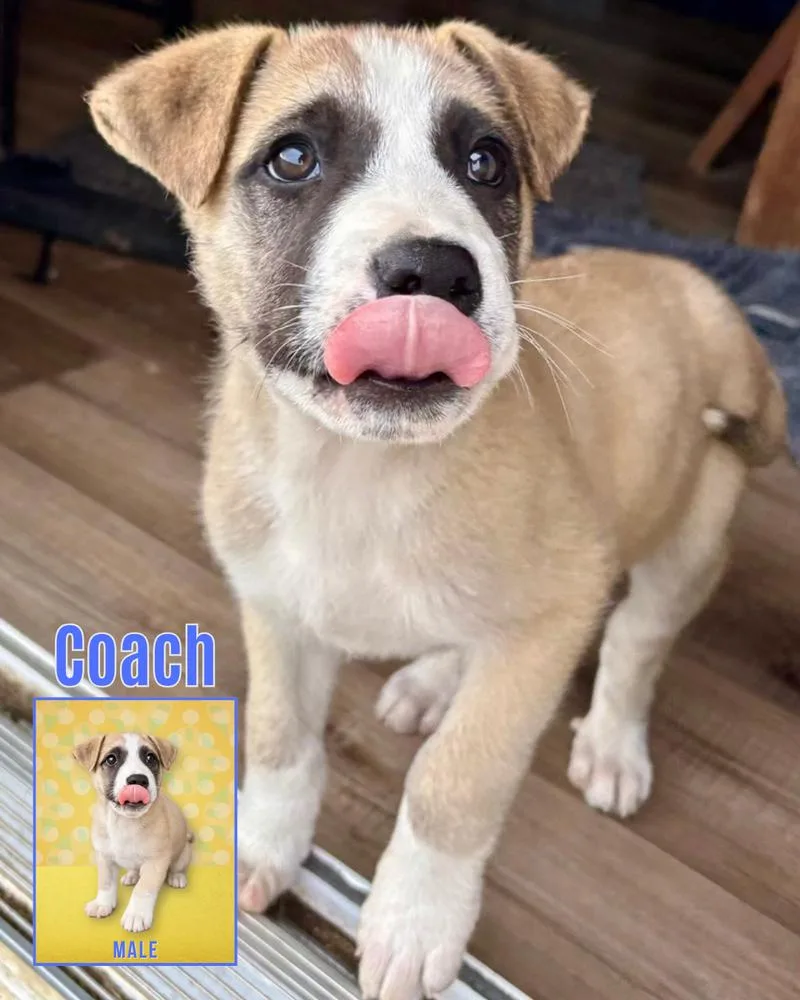 A baby large-sized male Great Pyrenees dog named New Girl Littercoach for adoption in Columbus, OH