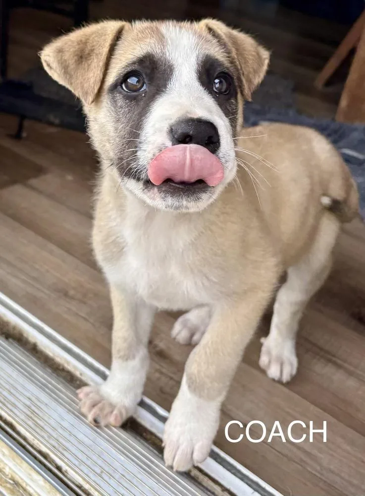 New Girl Littercoach thumbnail 2