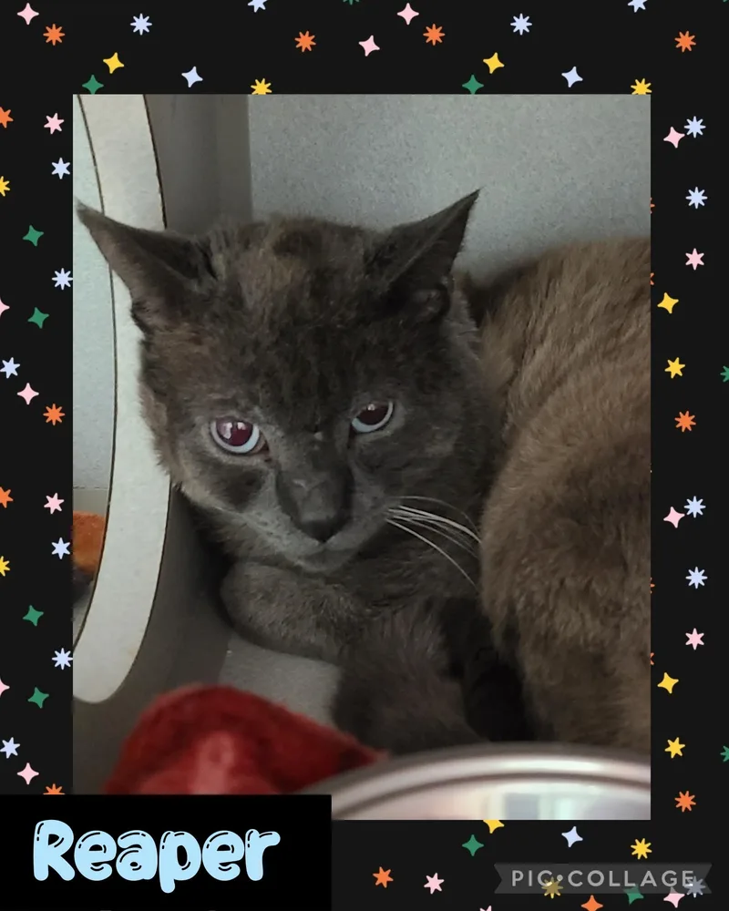 An adult medium-sized male Gray / Blue / Silver Domestic Short Hair cat named Reaper for adoption in Iron River, MI