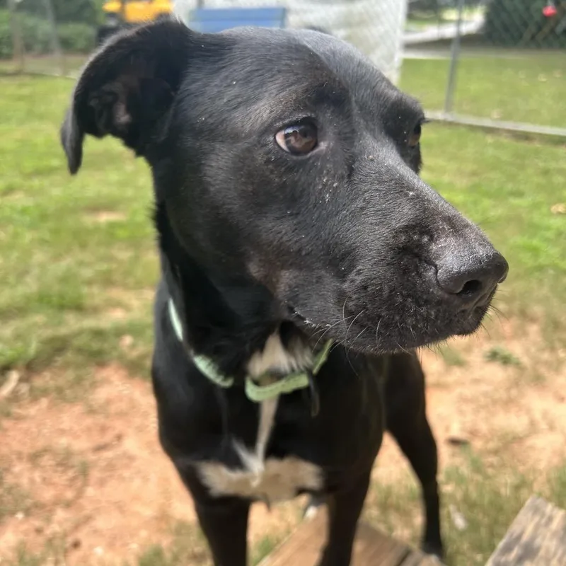 An adult medium-sized female Black Mixed Breed dog named Zafrina for adoption in Auburn, AL