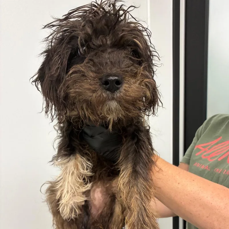 A young small-sized female Brown / Chocolate Standard Schnauzer dog named Isabella for adoption in Abilene, TX
