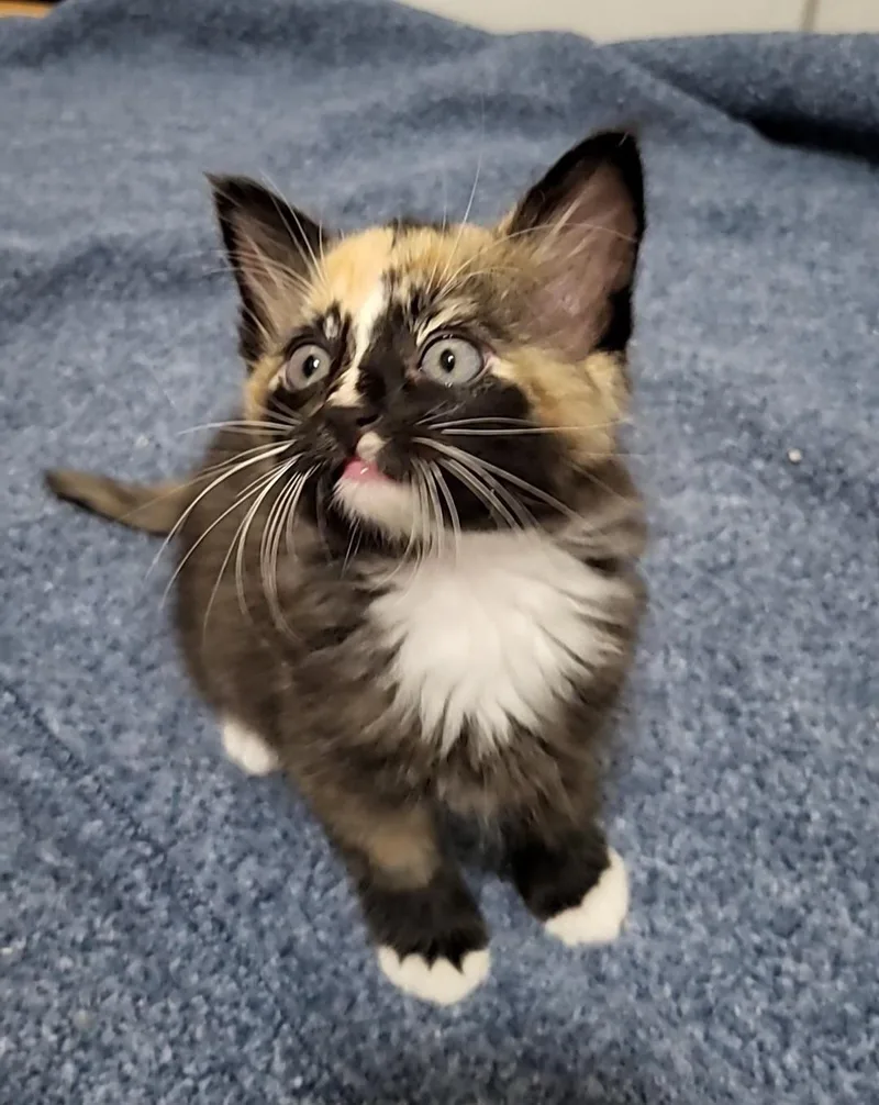 A baby small-sized female Domestic Medium Hair cat named Nadja for adoption in Milwaukee, WI