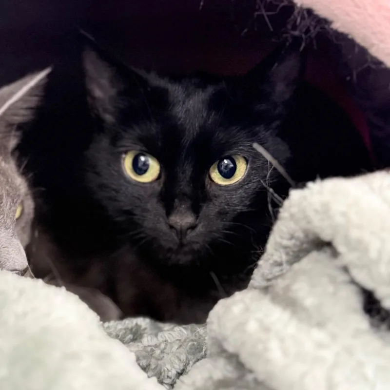 An adult small-sized female Black Domestic Short Hair cat named Cheyanne for adoption in Medford, OR