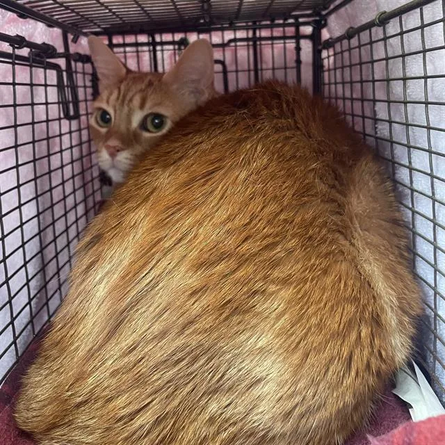 A young large-sized male Domestic Short Hair cat named Marmalade for adoption in San Antonio, TX