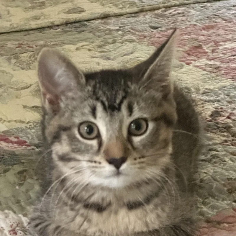 A baby small-sized female Tabby (Brown / Chocolate) Domestic Short Hair cat named Snap for adoption in Mineral Point, WI