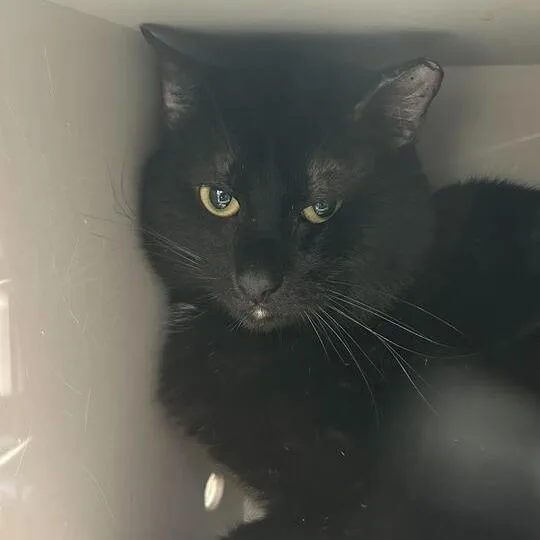 Chubby Cheek Chester