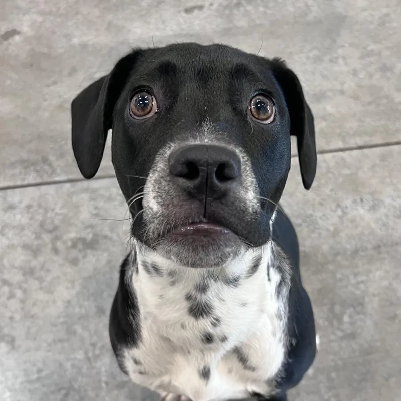 Moonstone thumbnail 2