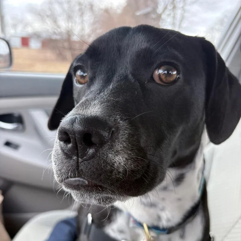 Moonstone thumbnail 3