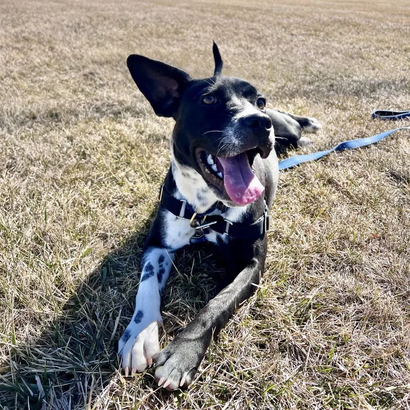 Moonstone thumbnail 4