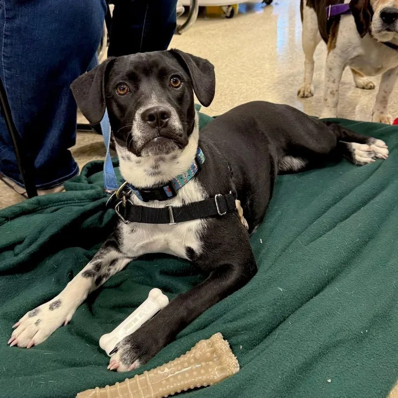 Moonstone thumbnail 5