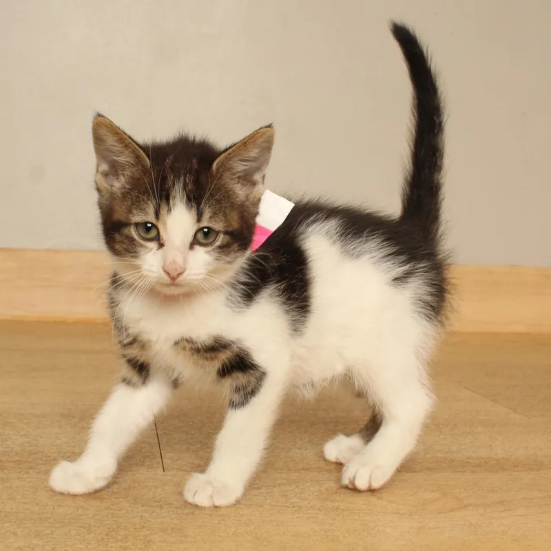 A baby small-sized female Brown / Chocolate Domestic Short Hair cat named Carol C for adoption in Minnetonka, MN