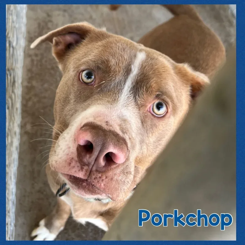 Porkchop thumbnail 2