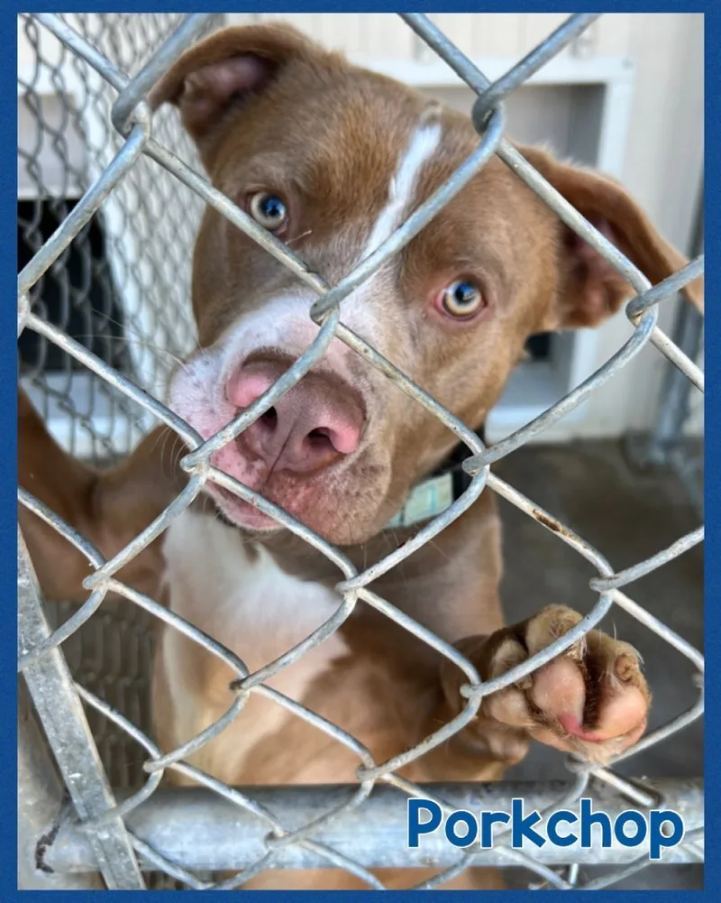 Porkchop