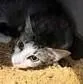 An adult medium-sized female Domestic Short Hair cat named Daisy for adoption in Washington, DC