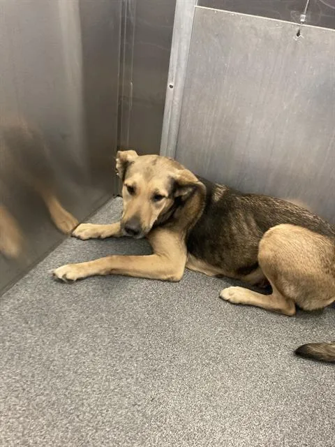 A young large-sized female Mixed Breed dog named Camilla for adoption in Dallas, TX